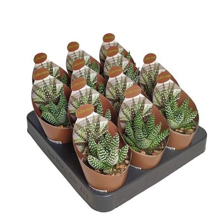Haworthia Papillosa Potcover