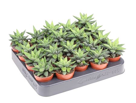 Haworthia Enon