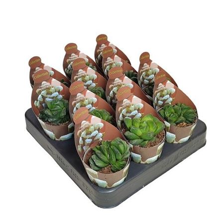 Haworthia Maughanii Potcover