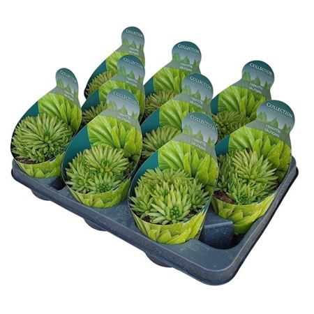 Haworthia Kikuhigasa Potcover