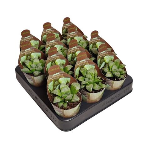 Haworthia Mutica Byakuya - Коллекция With Potcove