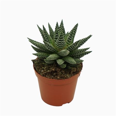 Хавортия Роял Альберт