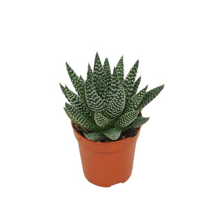 Haworthia Royal Albert