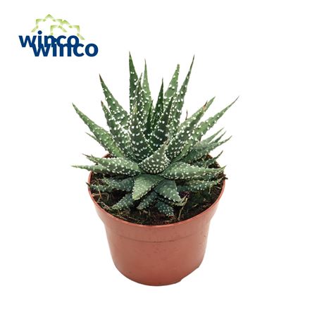 Haworthia Margaritifera.