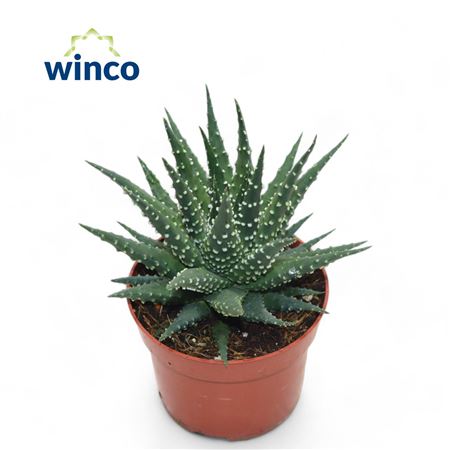 Haworthia Margaritifera.