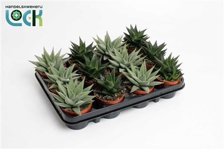 Haworthia Special Mix