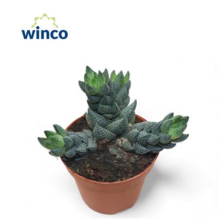 Haworthia Reinwardtii (group)