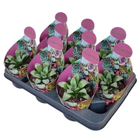 Haworthia Mutica Byakuya Potcover