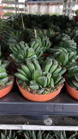 Haworthia Truncata