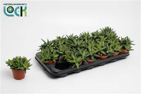 Haworthia Enon