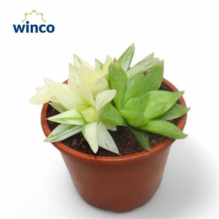 Хавортия Ссп.