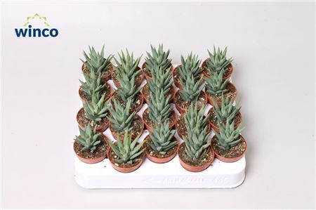 Haworthia Glauca