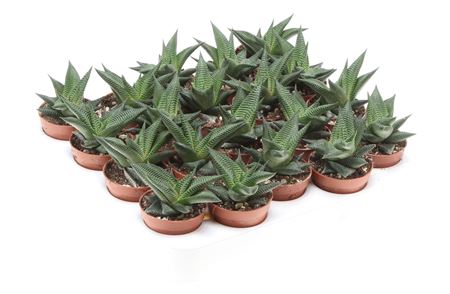 Haworthia Twister
