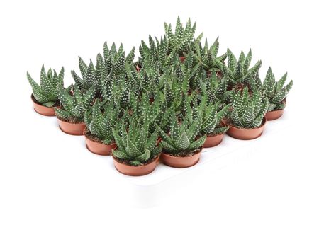 Haworthia Royal Albert