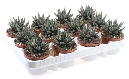 Haworthia Royal Albert