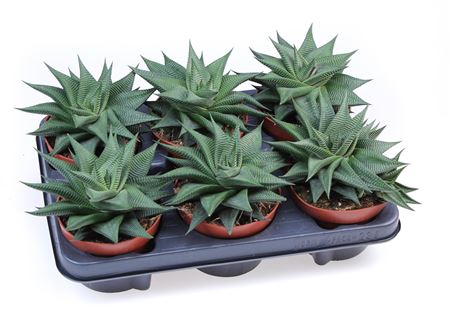 Haworthia Twister