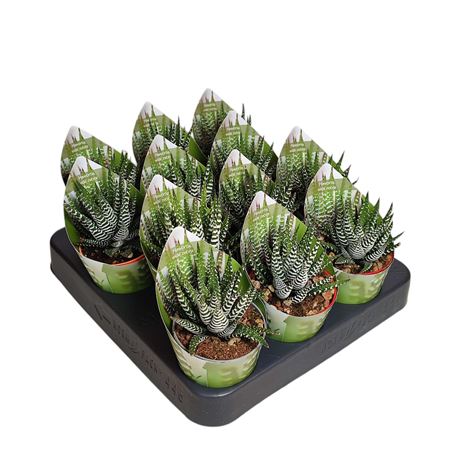 Haworthia Wide Zebra Potcover