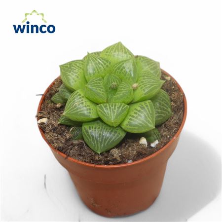 Haworthia Comptoniana Hybride