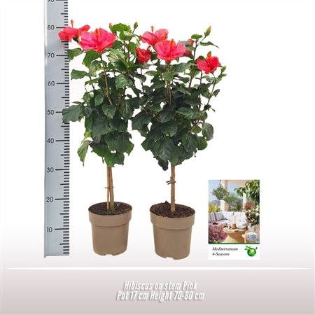 Hibiscus Pink On Stem
