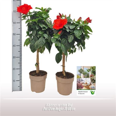 Hibiscus Red On Stem