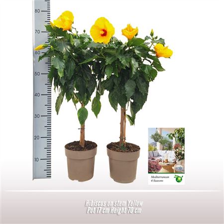 Hibiscus Yellow On Stem