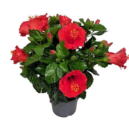 Hibiscus Rosa-sinensis Bush