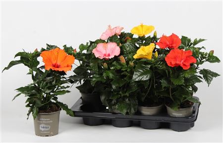 Hibiscus Mix Budget 3+