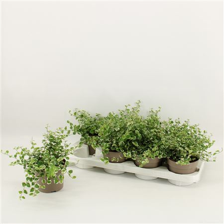 Ficus Pumila White Sunny