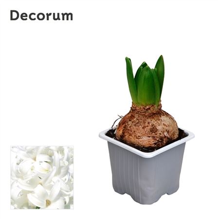 Hyacinthus White Pearl 1pp (decorum)