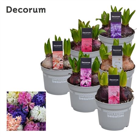 Hyacinthus Mix 3pp (decorum)