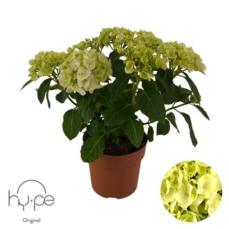 Hydrangea Ma White 5+ (hy-pe)