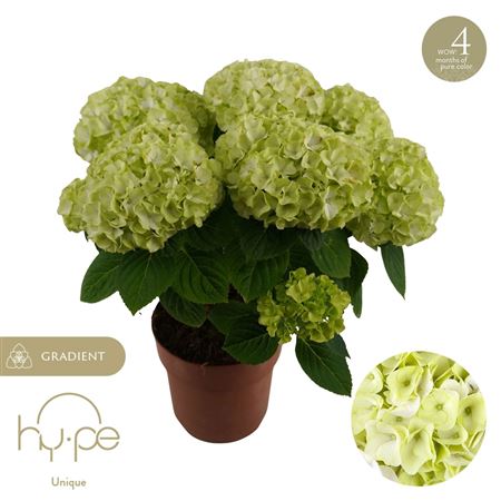 Hydrangea Ma Hi Hailstone 5+ (hy-pe)