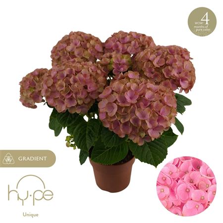 Hydrangea Ma Hi Island Pink 5+ (hy-pe)