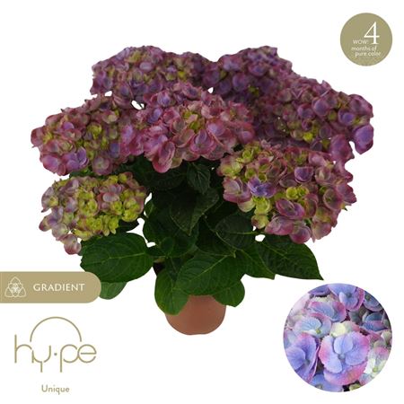 Hydrangea Ma Hi Island Purple 7+ (hy-pe)