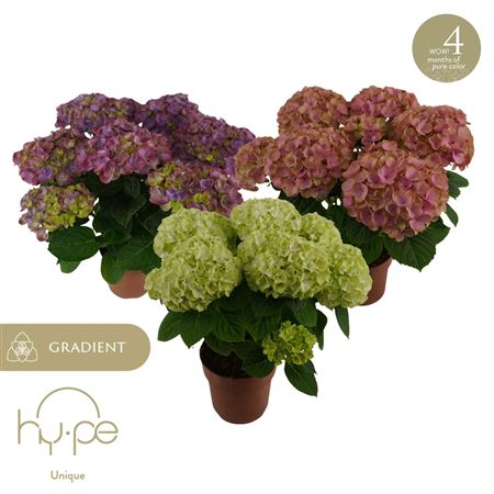 Hydrangea Ma Hi Long-lasting Mix 5+ (hy-pe)
