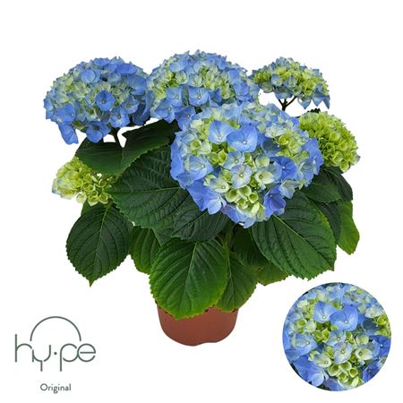 Hydrangea Ma Blue 5+ (hy-pe)