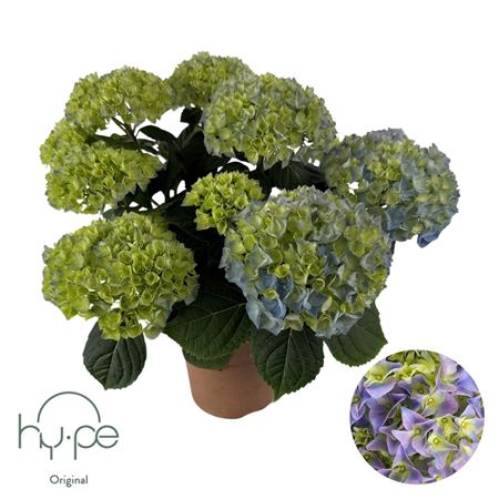 Hydrangea Ma Blue 7+ (hy-pe)