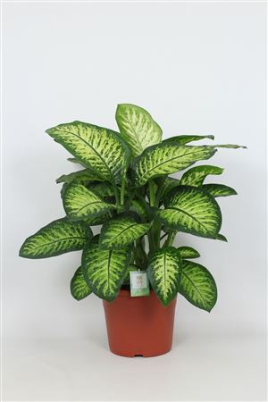 Dieffenbachia Lemon Tropic