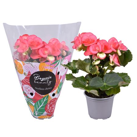 Begonia Dark Netja