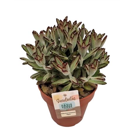 Kalanchoe Tomentosa Nigra