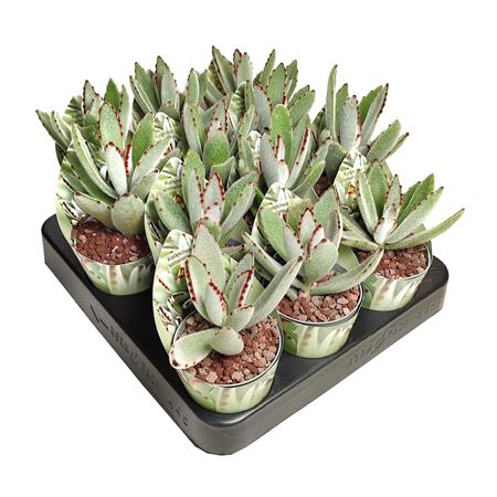 Kalanchoe Tomentosa Potcover
