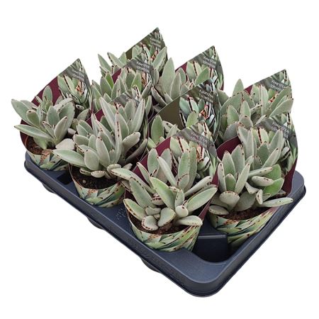 Kalanchoe Tomentosa Potcover