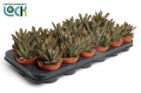 Kalanchoe Tomentosa Aida