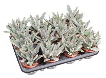 Kalanchoe Tomentosa.