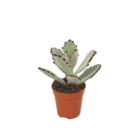 Kalanchoë Tomentosa