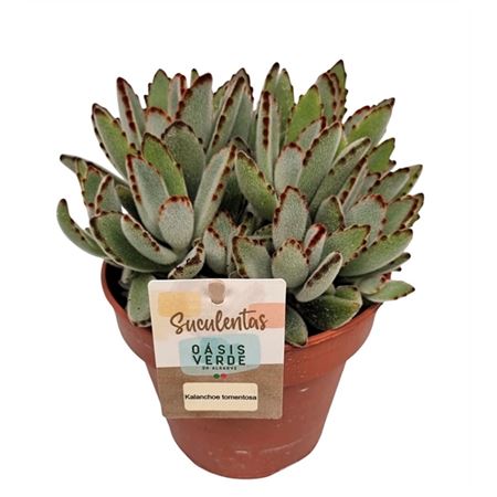 Kalanchoe Tomentosa.