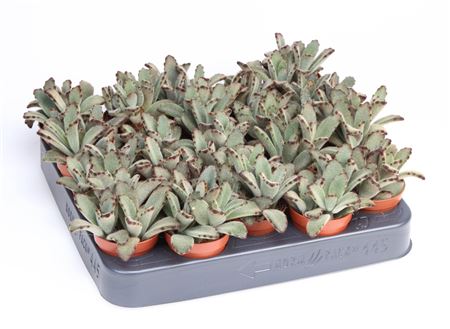 Kalanchoe Chocolata