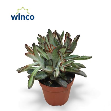 Kalanchoe Tomentosa Nigra