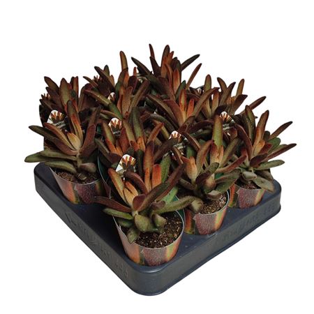 Kalanchoe Tomentosa Chocolate Soldier Potcover