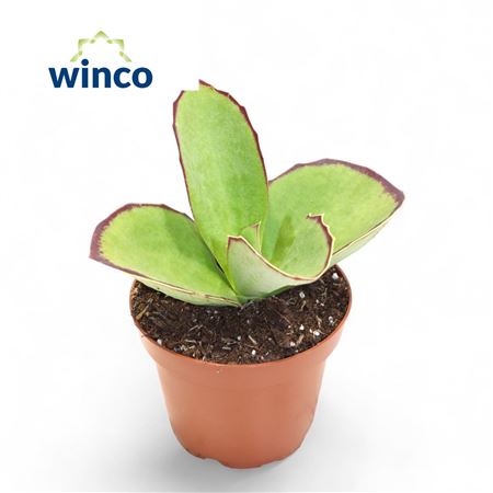 Kalanchoe Synsepala.